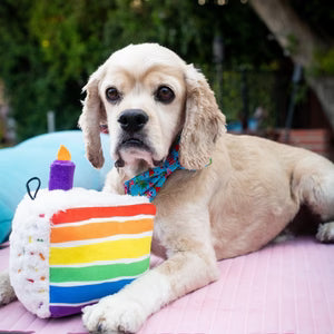 Funfetti Birthday Cake Plush Dog Toy